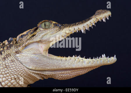 Siamese crocodile / Crocodylus siamensis Stock Photo