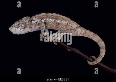 Malagasy giant chameleon / Furcifer oustaleti Stock Photo