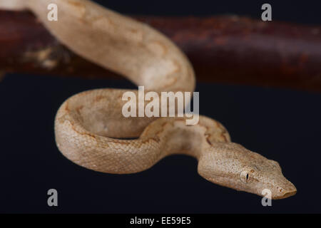 Solomon island ground boa / Candoia carinata paulsoni Stock Photo