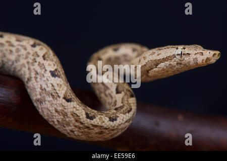 Santa Isabella ground boa / Candoia carinata paulsoni santa isabella Stock Photo