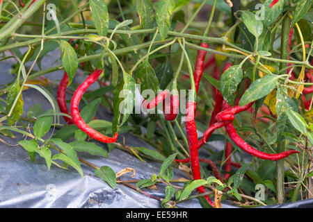 Fresh red chillies growing in the vegetable garden,Indonesia. Stock Photo