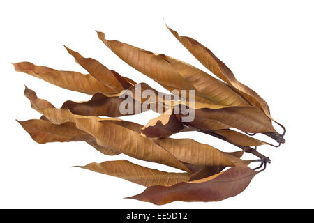 Dry Mango leaves isolated on white background and clipping path Stock Photo