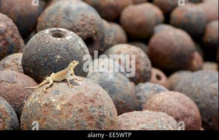 Lizard on top of cannon balls Stock Photo