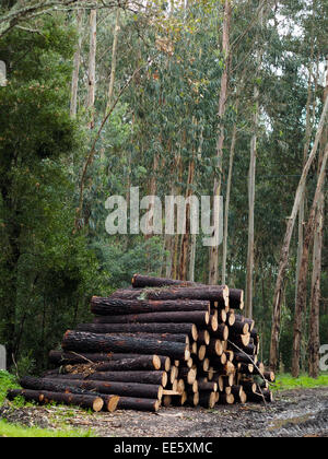 Stacks of cut wood logs in a forest Stock Photo