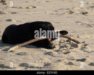 Black Labrador Retriever dog lying down at the beach with a stick in its mouth Stock Photo