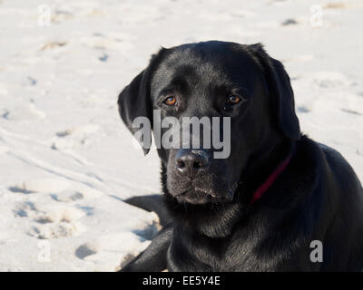 Black Labrador Retriever dog lying down at the beach with sand on his nose and snout Stock Photo