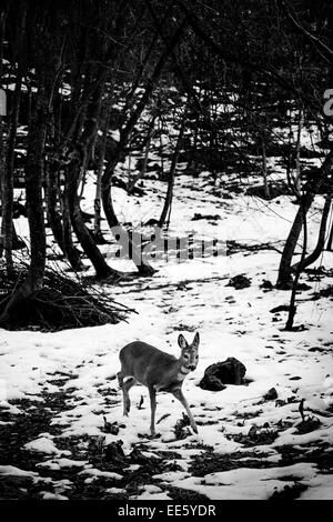 Roe Deer running on snow in a forest Stock Photo