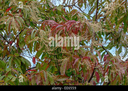 Sourwood (Oxydendrum arboreum) Stock Photo