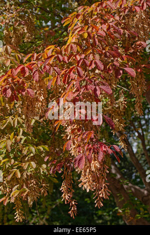 Henry's maple (Acer henryi) Stock Photo