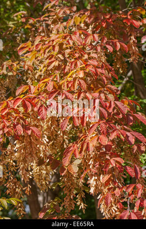 Henry's maple (Acer henryi) Stock Photo