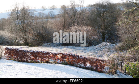 Snowy landscape in winter sunshine with beech hedge separating a rural garden from the  Carmarthenshire countryside on a smallholding in West Wales UK  KATHY DEWITT Stock Photo