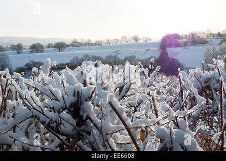 UK weather.  Snowy landscape with snow piled on trimmed hedgerow in crisp cold weather and sunshine in the morning Carmarthenshire West Wales, UK  14t January  2015  KATHY DEWITT Stock Photo