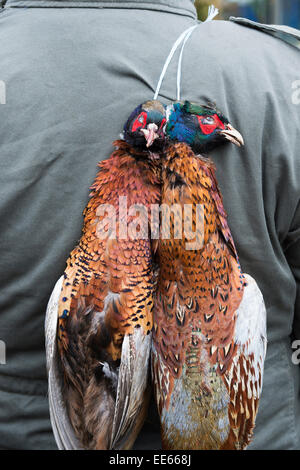 Man carrying shot pheasants