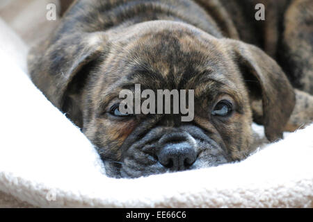 A fifteen week old Bulldog puppy. Stock Photo