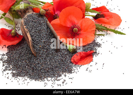 Poppy flowers and poppy seeds  in wooden scoop. Stock Photo