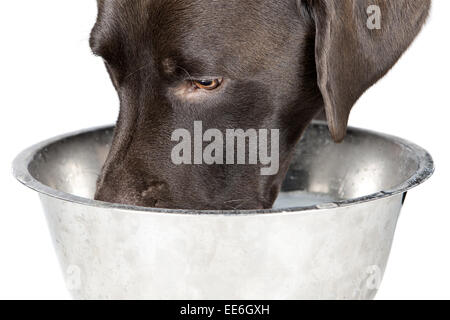 Dog Drinking Bowl of Water (with Splash of Milk) Stock Photo