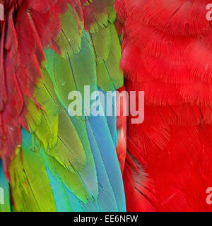 Pattern of Greenwinged Macaw feathers Stock Photo