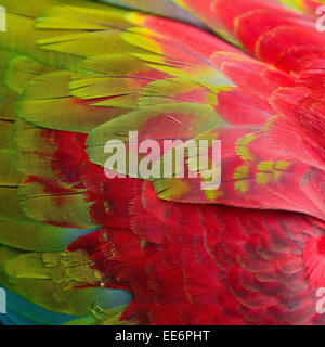 Pattern of Greenwinged Macaw feathers Stock Photo