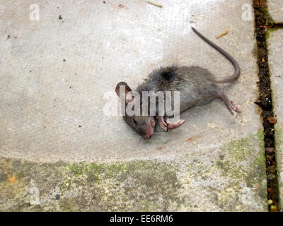 dead mouse Stock Photo