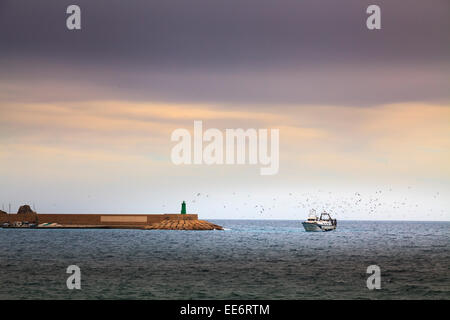 Fishing trawler returning to Javea harbour at the end of the day surrounded by sea birds Stock Photo