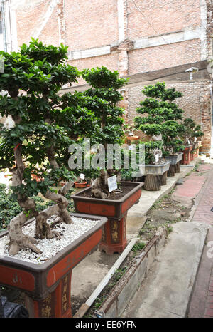 Bonsai trees on display on street in Bangkok, Chinatown, Thailand. Southeast Asia. Stock Photo