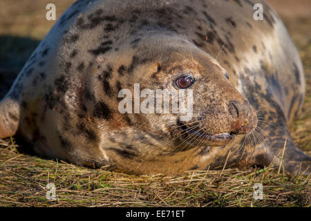 Grey seal and pups at Donna nook Lincolnshire Stock Photo