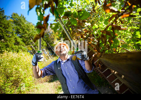 Senior man trimming plants by garden fence, Munich, Bavaria, Germany Stock Photo