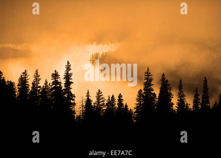Fog, warm sunlight and pine tree during storm Stock Photo