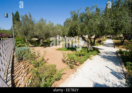 Old olive trees in the garden of Gethsemane on the mount of olives in Jerusalem Stock Photo
