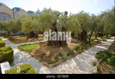 Old olive trees in the garden of Gethsemane on the mount of olives in Jerusalem. The garden of Gethsemane is next to the church Stock Photo