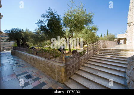 Old olive trees in the garden of Gethsemane on the mount of olives in Jerusalem. The garden of Gethsemane is next to the church Stock Photo