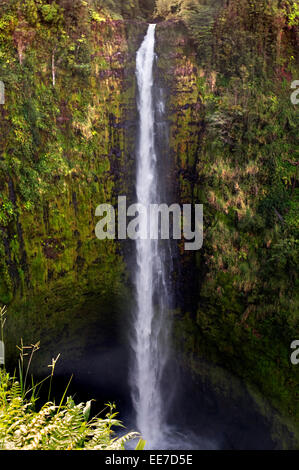 Akaka waterfall at Akaka Falls State Park. Big Island. Hawaii. At Akaka Falls State Park, located along the northeastern Hamakua Stock Photo