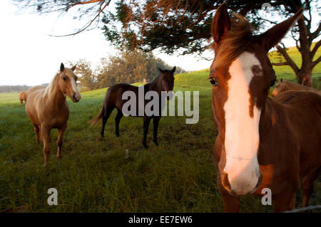 Horses near of one of the many ranches around Waimea. Big Island. Hawaii. USA. Travel east, inland from the volcanic Kohala Coas Stock Photo