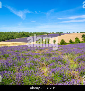 View of Lavender field in Provence, France Stock Photo