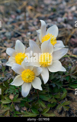 Spring pasqueflowers / arctic violets / lady of the snows / spring anemones (Pulsatilla vernalis) in flower in spring Stock Photo