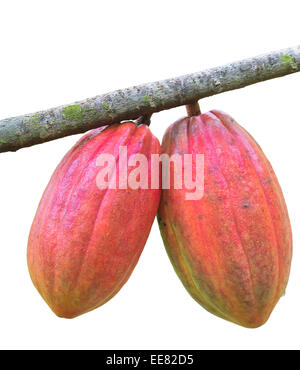 Ripe cocoa beans on the white background Stock Photo