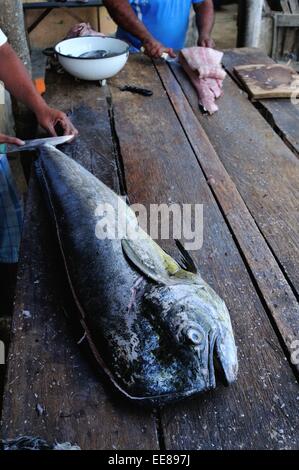 Perico fish in PUERTO PIZARRO Stock Photo - Alamy