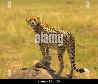 Cheeta and Toto cub Stock Photo