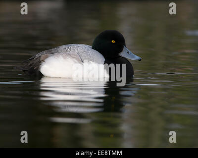 (greater) scaup (duck) [Aythya marila] Bergente (Aythya marila) Stock Photo