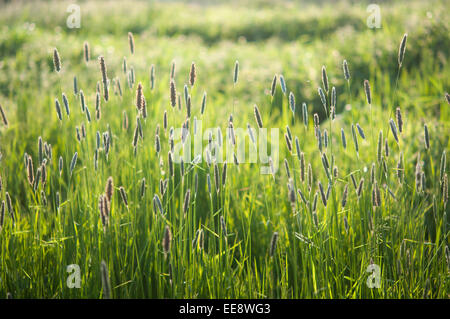 Meadow grasses called Alopecurus pratensis (meadow foxtail grass) in a summer meadow in evening sunlight. Stock Photo