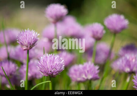 Allium Schoenoprasum otherwise known as Chives. Pink flower heads with a soft blurry background. Stock Photo