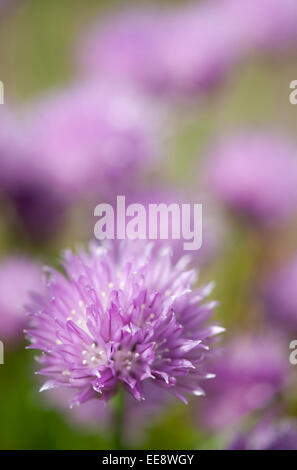 Allium Schoenoprasum otherwise known as Chives. Pink flower heads with a soft blurry background. Stock Photo