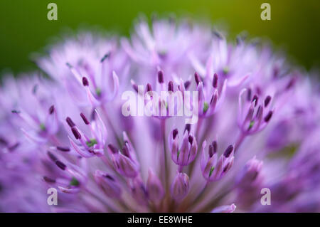 Purple Allium flower in close up with shallow depth of field giving soft colours. Stock Photo