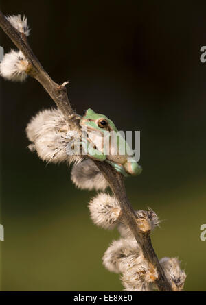 European tree Frog Stock Photo