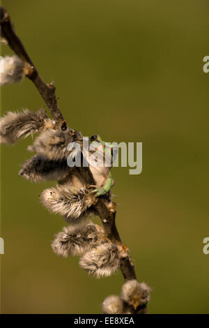 European tree Frog Stock Photo