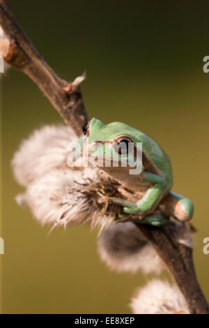 European tree Frog Stock Photo