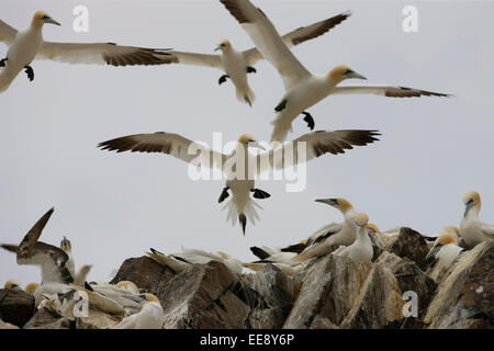 Gannets flying Stock Photo