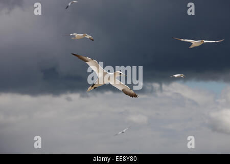 Gannets flying Stock Photo