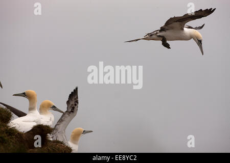 Gannets Stock Photo