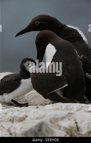 Guillemot and Chick Stock Photo